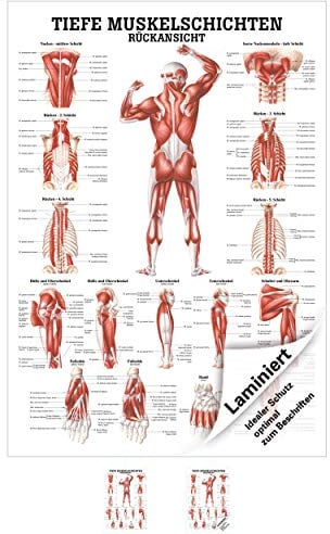 Sport-Tec Tiefe Muskelschichten-Rücken Lehrtafel Anatomie 100x70cm medizinische Lehrmittel