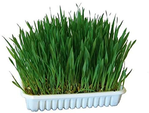 Kerbl 83199 Herbe à ronger 100 g