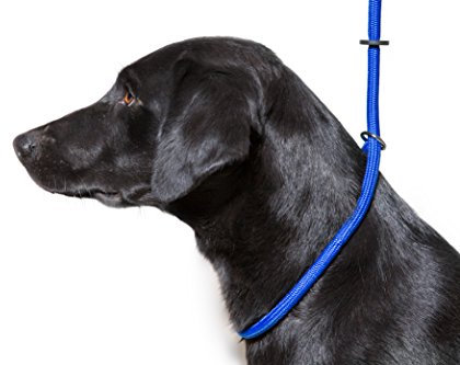 Dog & Field Deluxe Gundog Slip Lead - Blue. Super Soft Braided Nylon Slip Lead For Dogs With Rubber Stopper, Easy To Slip On, No Collar Or Harness Needed.