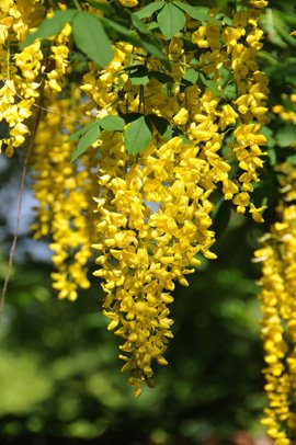 Seedeo Goldregen (Laburnum anagyroides) 35 Samen