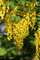Seedeo Goldregen (Laburnum anagyroides) 35 Samen