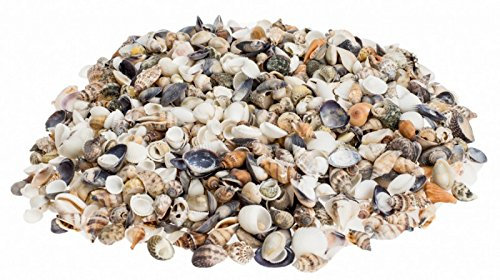 NaDeco Muschelmix Small, Gewicht ca. 0,5kg | Bastelmuscheln | kleine Dekomuscheln im Mix zum Basteln & Dekorieren | maritime Tischdekoration | maritime Dekoration | Muscheln und Schnecken