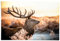 REINDERS Poster, Hirsch im Wald abends, Wohnzimmer, Poster, Wanddeko, Room Decor, 150 gr. glänzend Bilderdruckpapier, Braun, 61x91,5cm