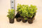 Bodendecker Pachysandra terminalis 25 St.