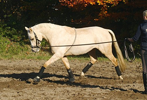 Busse