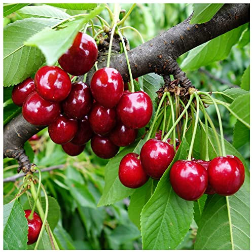Merton Premier Cherry Tree 3-4ft 6L Pot, Large, Dark Red, Sweet & Juicy Cherries 3fatpigs®