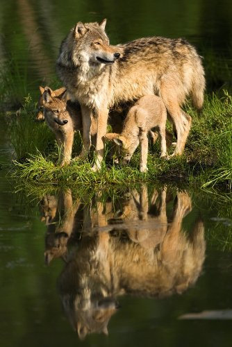 Wölfe-3D-Postkarte WOLF-FAMILIE AM SEE