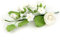 Feinzucker Bouquet Rose