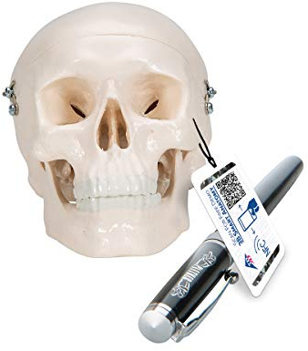 3B Scientific A18/15 Mini-Schädelmodell des Menschen, 3-teilig, Schädeldecke, Schädelbasis und Unterkiefer, mit kostenloser 3B Smart Anatomy Software