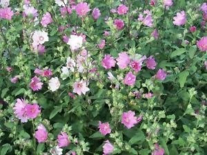 200 Rosen-Malve (Bush Malve) Hibiscus Lavatera trimestris Blumensamen