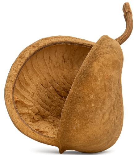 NaDeco Buddhanuss Natur 8–15 cm | Buddha Nut Deko aus Indien | Terrarium & Aquarium Versteck | Vogelspielzeug DIY | Exotische Trockenfrucht | Pterygota alata | Naturdeko Wichtelhaus Basteln
