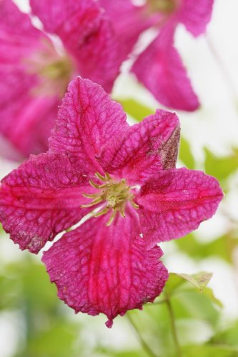 Clematis viticella 'Abundance' AGM