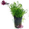 Plante d'aquarium Lilaeopsis Novae-Zelandiae