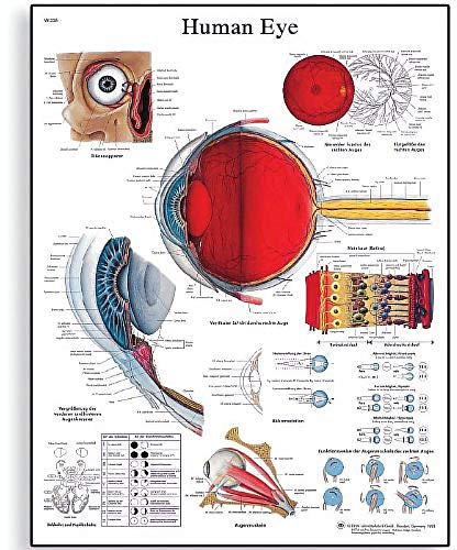 3B Scientific Echthaar Eye Chart