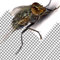 Fliegennetz, Fliegengitter Insektenschutz, Alu Fliegengitter, Meterware, Breite:1m