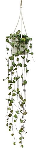 Flowering plant - Ceropegia woodii - Chandelier - 10cm Pot