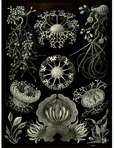 Bumblebeaver Nature Art ERNST Haeckel Plankton SEA Biology Germany Vintage Poster Print 12x16 inch 30x40cm by Wee Blue Coo Prints Natur Biologie Deutsche Jahrgang