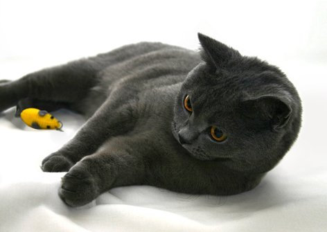 3D Postkarte Katz und Maus