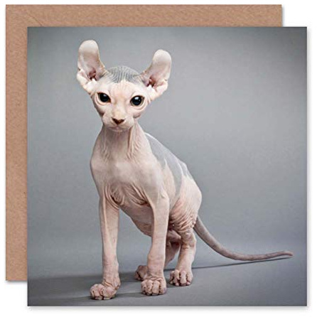 Wee Blue Coo Sphynx Cat Bald Birthday Art Sealed Greeting Card Plus Envelope Blank inside