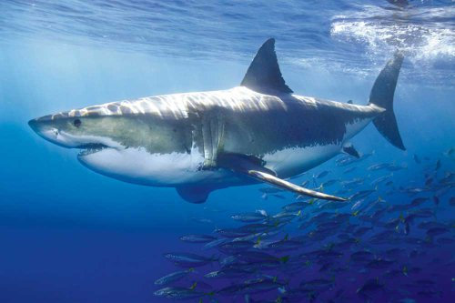 Educational - Bildung Weisser Hai - Great White Shark Bildungsposter - Maxiposter Version in Englisch - Grösse 91,5x61 cm