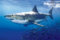 Educational - Bildung Weisser Hai - Great White Shark Bildungsposter - Maxiposter Version in Englisch - Grösse 91,5x61 cm
