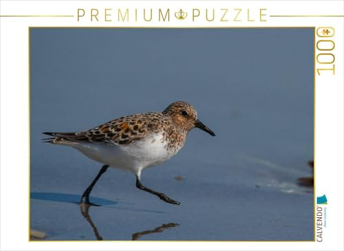 CALVENDO Puzzle Sanderling | 1000 Teile Lege-Größe 64 x 48 cm Foto-Puzzle für glückliche Stunden
