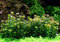Tropica 1-2-GROW! Bonsai-Cognac Pflanze/Ammania sp. 'Bonsai'