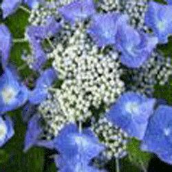 Hydrangea macrophylla 'Teller Blue' 2 Litre Pot Size