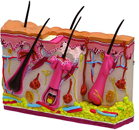 GPI Anatomicals 3751 Haut Modell normal und Akne