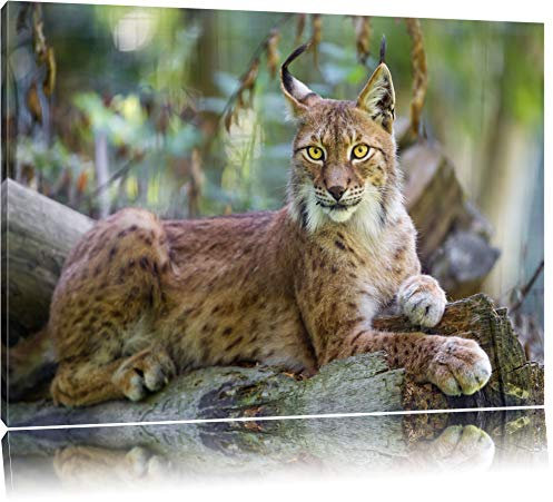 Pixxprint aufmerksamer Luchs, Größe: 100x70cm, Leinwandbild, fertig gespannt, Wandbild, Dekoration, Kunstdruck, kein Poster