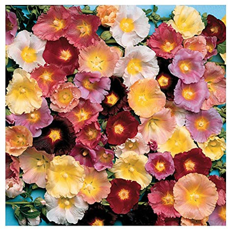 PREMIER SEEDS DIRECT - Hollyhock - Antwerp Mix - 100 Flower Seeds - ALCEA FICIFOLIA