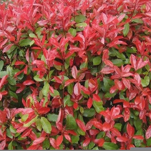 GardenersDream Photinia Red Robin - All Year Round Colourful Christmas Berry Ornamental Tree - Garden Ready Evergreen Hedging Plant - Captivating Flowering Shrub for Garden (9cm pots, 100 Plants)