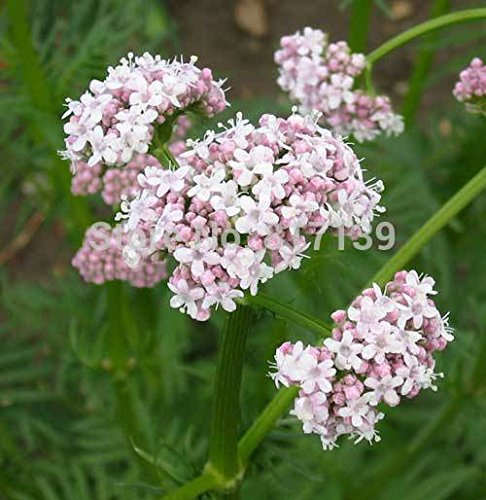 Gartenpflanze 50 Samen Baldrian, Valeriana officinalis Legevendelrot, Garten Heliotrop heile alle Kräuter-Blumensamen Freies Verschiffen