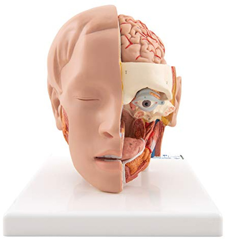 3B Scientific® Kopfmodell Lebensgröße mit Gehirn – 6-teiliges menschliches Anatomiemodell + Smart Anatomy App (5 Jahre Garantie)
