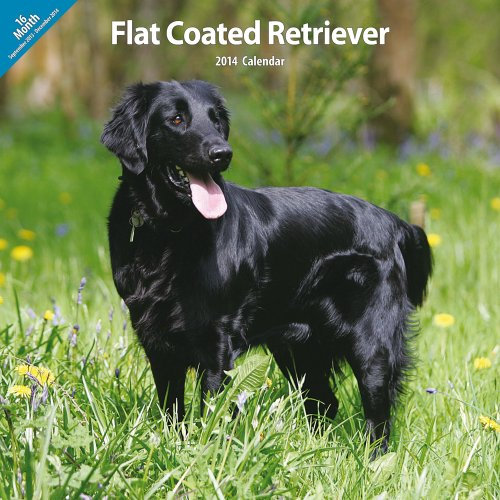 Magnet & Steel Flatcoated Retriever Traditionelle 2014 Wand Kalender