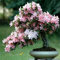 Neue Ankunft 5 Samen Azalee Samen Staudenblumensamen für Garten in Bonsai