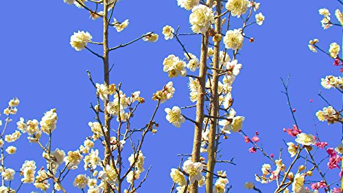 Four seasons in Japan (English Edition)