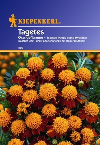 Sperli Blumensamen Tagetes Orangeflamme gefüllt, grün