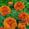Ranunkeln 'Orange' - 10 Stück