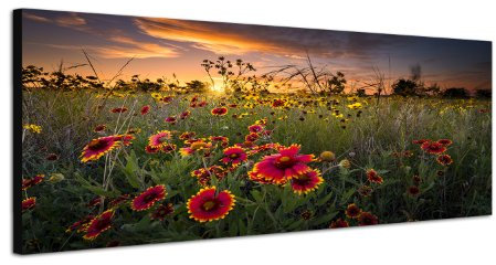 Blumenwiese Wildblumen Blüten 150x50cm Breitbild als Panorama auf Leinwand und Keilrahmen fertig zum aufhängen - Unsere Breitbild als Panoramaer auf Leinwand bestechen durch ihre ungewöhnlichen Formate und dem extrem detaillierten Druck aus bis zu 100 Megapixel hoch aufgelösten Panoramafotos. Damit garantieren unsere Bilder einen fantastischen Bildeindruck, leuchtende Farben und gestochen scharfe Details. Qualität aus Deutschland