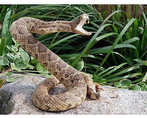 Wee Blue Coo Rattle Snake Reptile Venom Attack Art Print Poster Wall Decor Kunstdruck Poster Wand-Dekor-12X16 Zoll