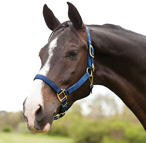 Hamilton Nylon-Halfter mit verstellbarem Kinn, 2,5 cm, Average, 800-1100 Pounds, Marineblau