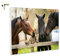 Magnettafel Pinnwand Memoboard Tiere Pferde Katze Größe 80 x 60 cm