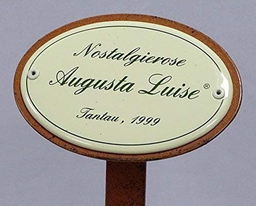 linoows Rosenschild Emaille, Nostalgierose, Augusta Luise, Tantau 1999
