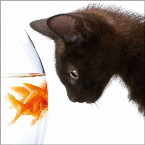 artissimo, Glasbild, 30x30cm, AG8028A, Goldfish I, Goldfisch und Katze, Bild aus Glas, moderne Wanddekoration aus Glas, Wandbild Wohnzimmer modern