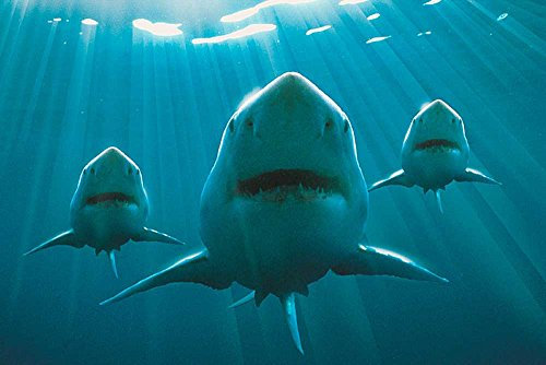 Sharks - Hai Squadron - Poster Plakat Druck - Größe 91,5x61 cm