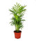 Exotenherz.de - Palma da appartamento Chamaedorea elegans, 3 piante