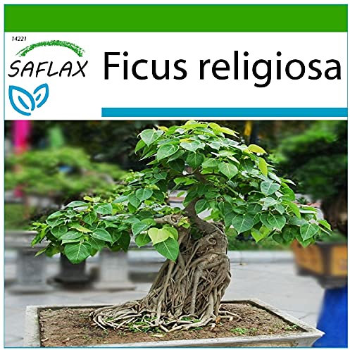 SAFLAX - Bonsai - Peepul Tree/Sacred Fig - 100 Seeds - with Soil - Ficus religiosa