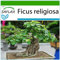 SAFLAX - Fico sacro - 100 semi - Con substrato - Ficus religiosa
