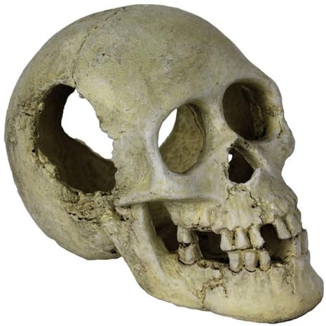 Reptiles Planet Habitat-Dekoration für Reptilien Sleeping Hollow Skull